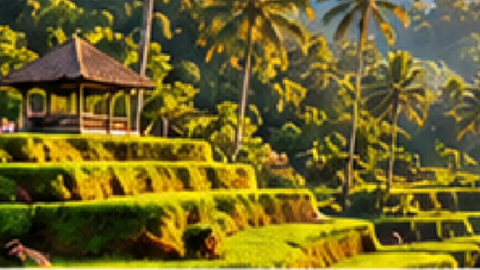 Rice terraces and tropical landscape in Bali
